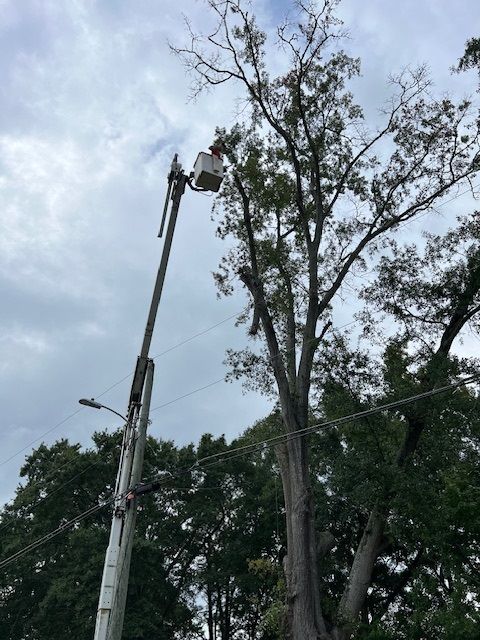 A man is cutting a tree with a crane.