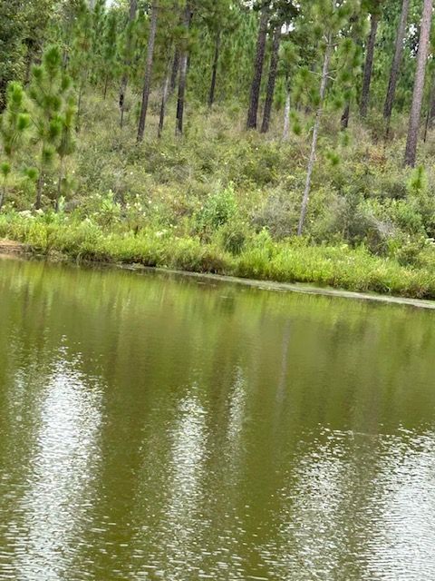 A lake surrounded by trees and bushes in the middle of a forest.