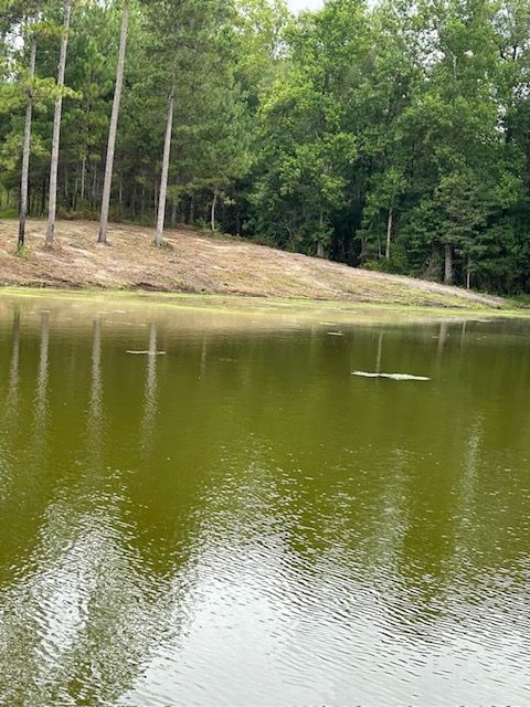 A large body of water surrounded by trees in the middle of a forest.