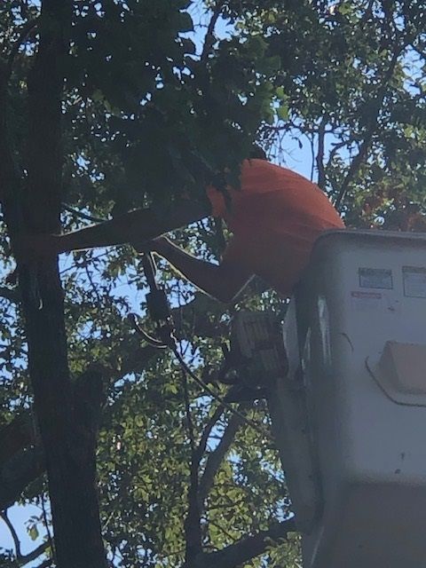 A man in an orange shirt is cutting a tree with a chainsaw