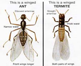 Ant vs termite in Lexington, KY