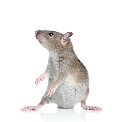 Removal of pest and rodents by professional in Lexington, KY
