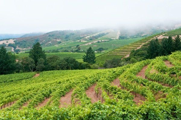 Sonoma County Vineyard