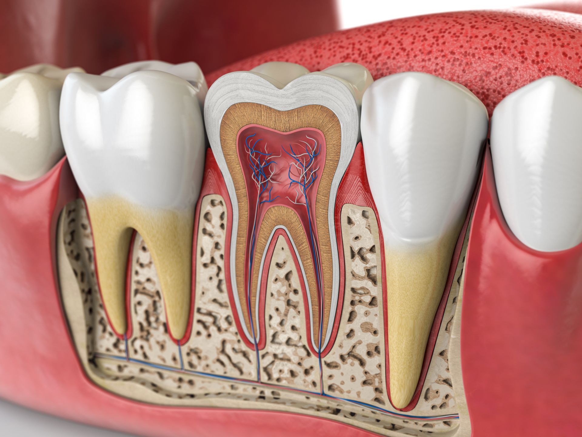 Cross-section of tooth showing enamel, dentin, pulp, root canal and surrounding gum and bone.