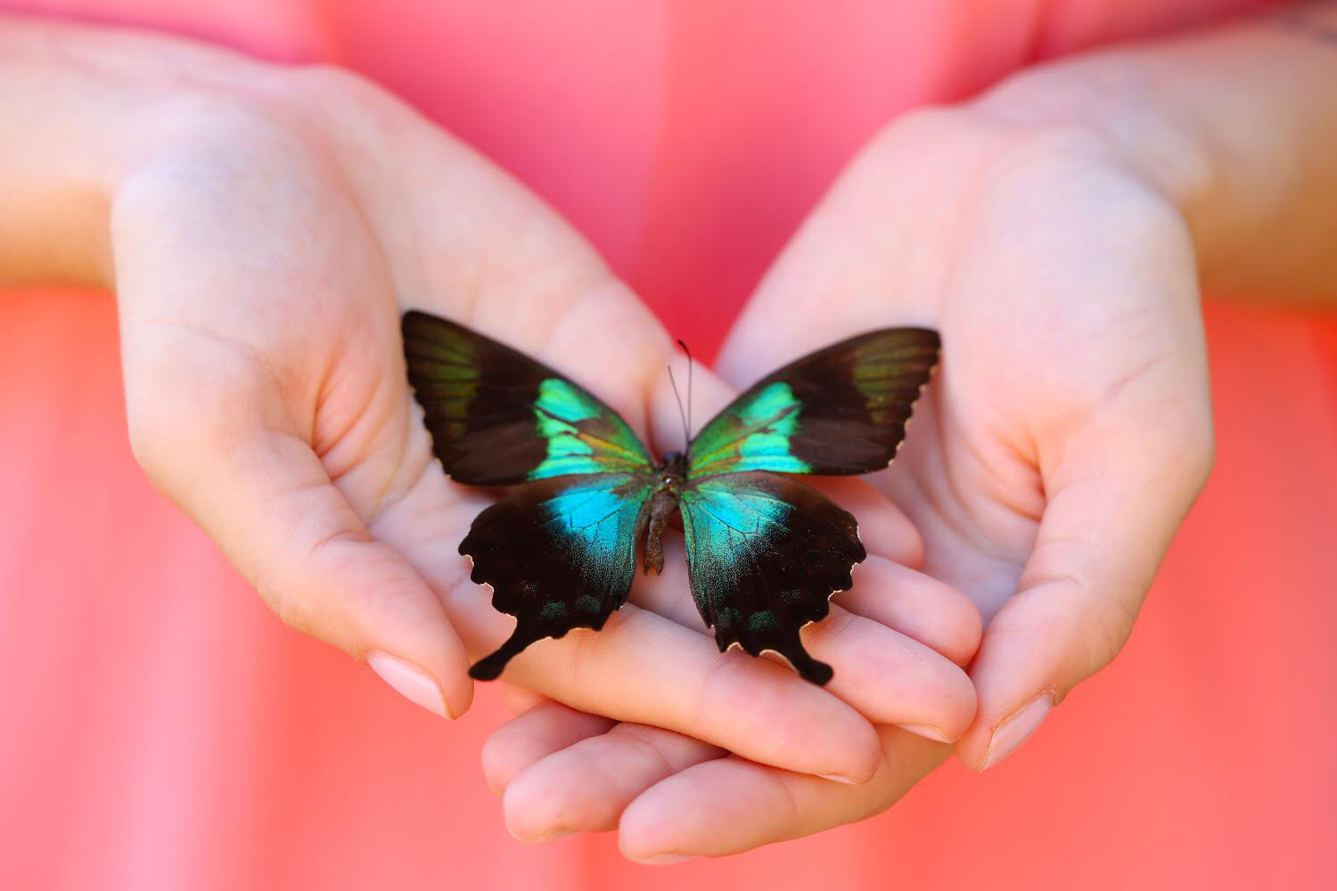 A woman is holding a blue and black butterfly in her hands.