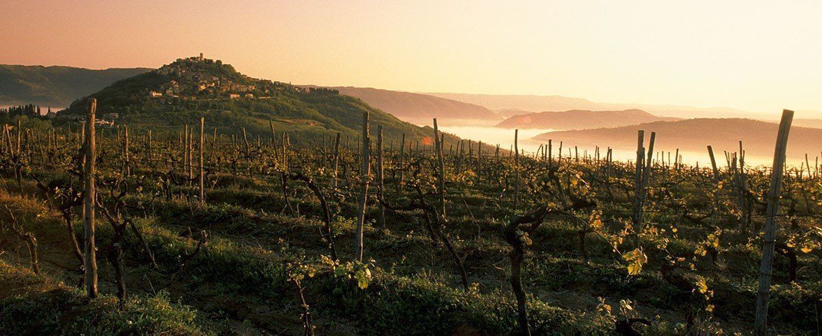 a vineyard with a mountain in the background at sunset .