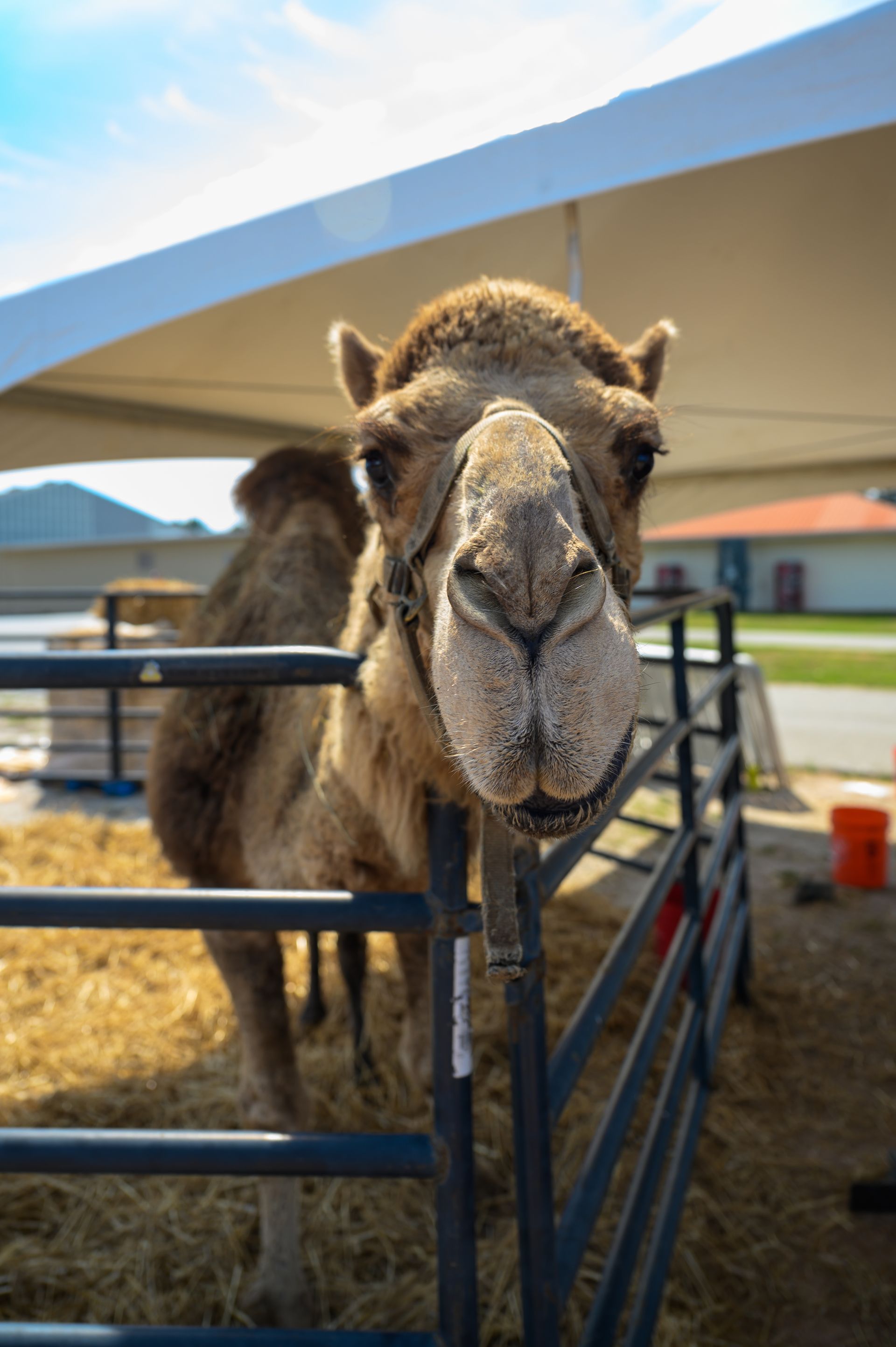 A camel is standing behind a fence and looking at the camera.
