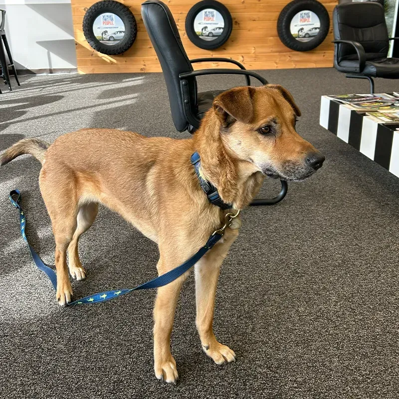 Tan dog on a blue leash standing indoors, with tires and chairs in the background