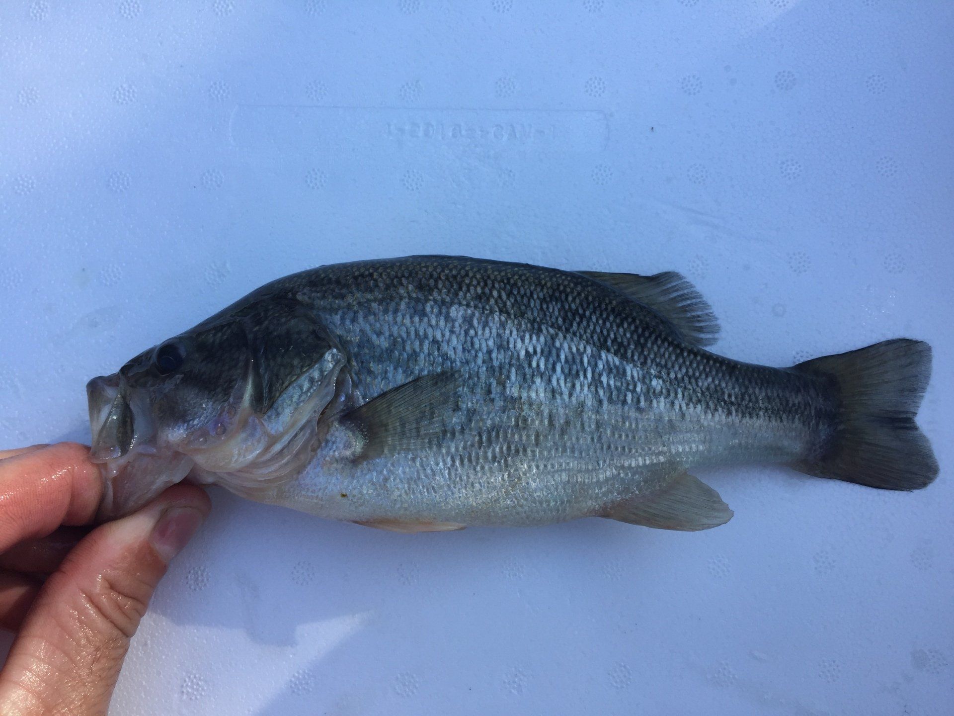 Hand holding a small, silver and black fish on a white surface.