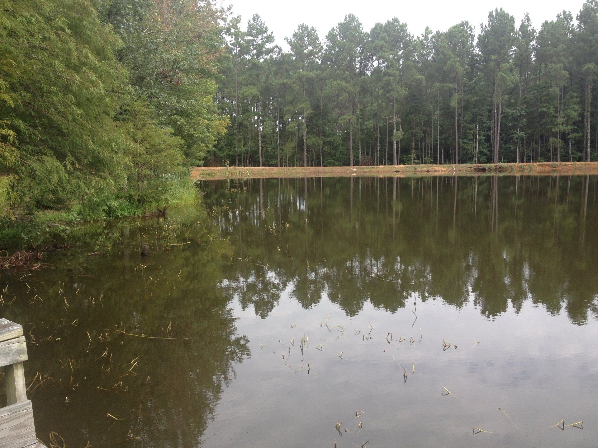 Still water reflects tall trees along a bank. Green foliage on the left.