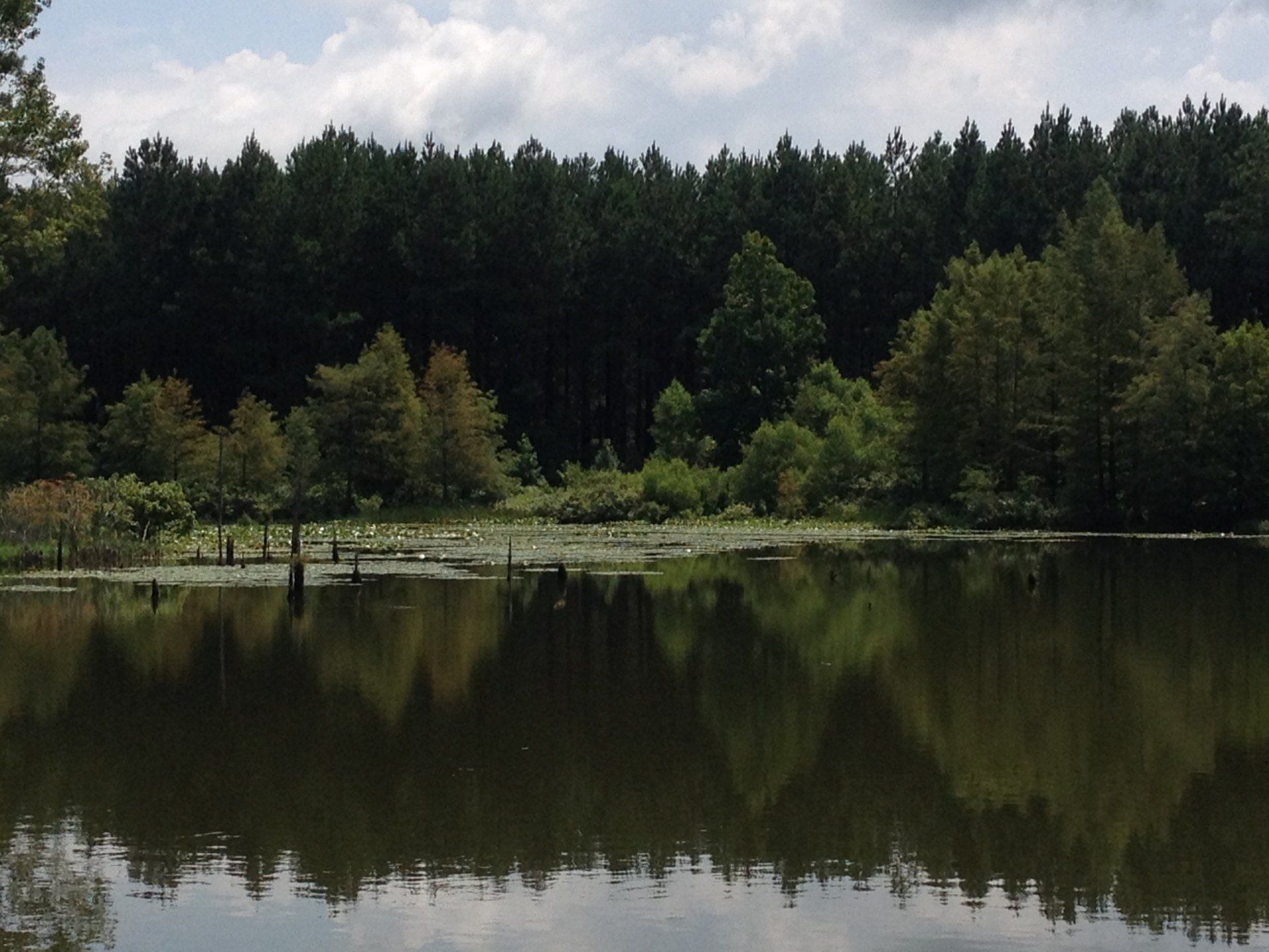A calm lake reflects trees and a cloudy sky; dark forest in the background.