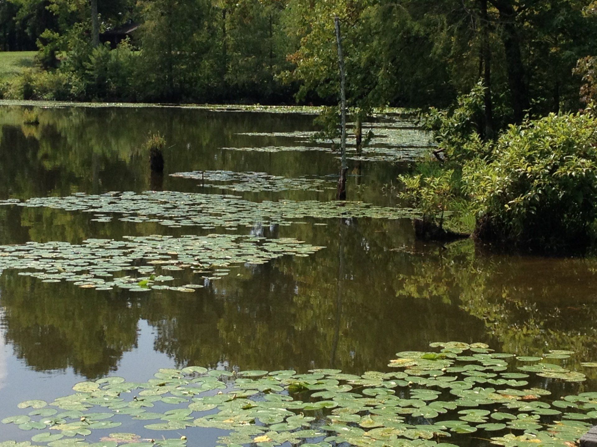 A pond with lily pads and trees reflected in the water on a sunny day.