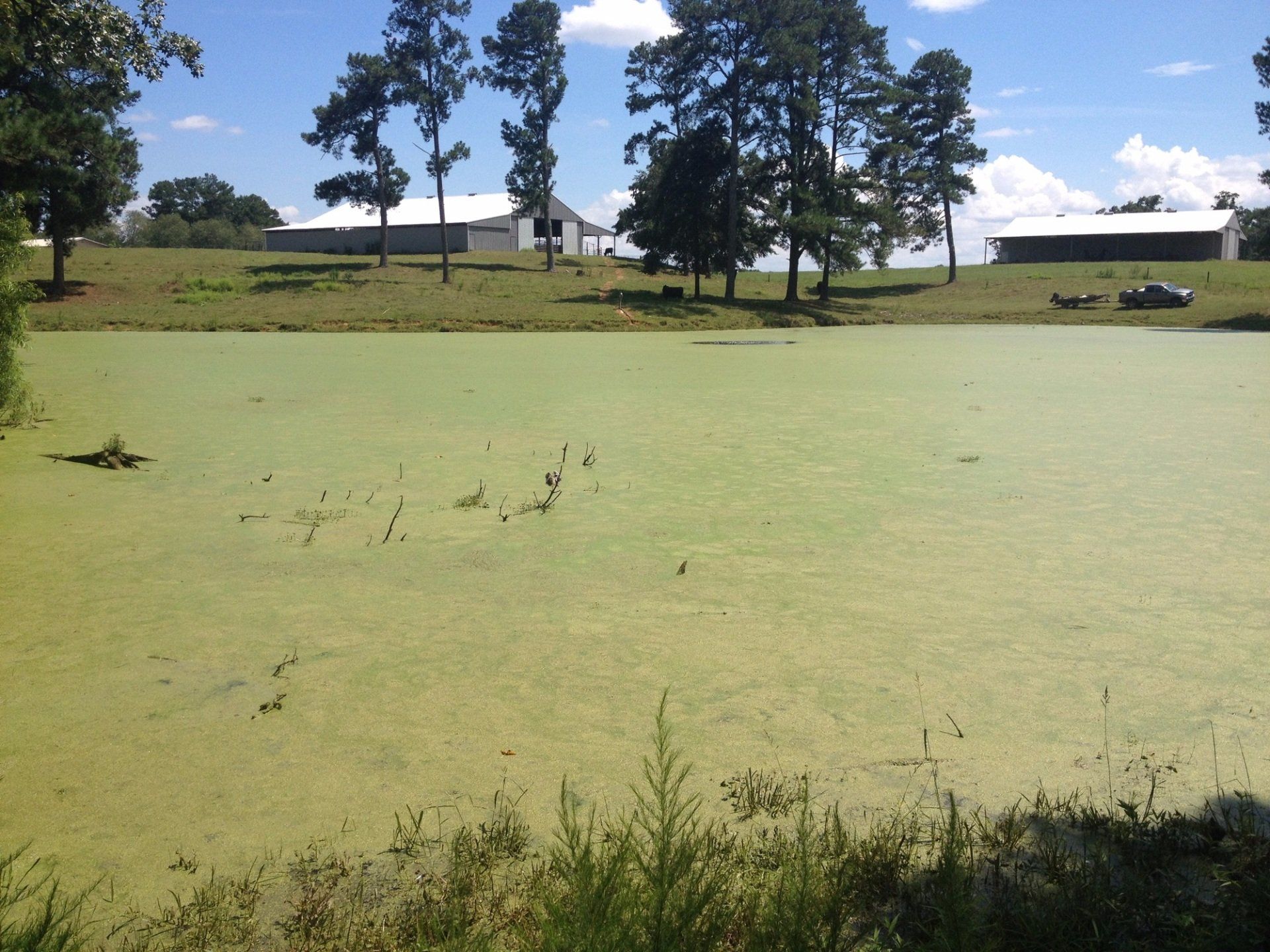 Pond covered in green algae with trees and white buildings in the background on a sunny day.