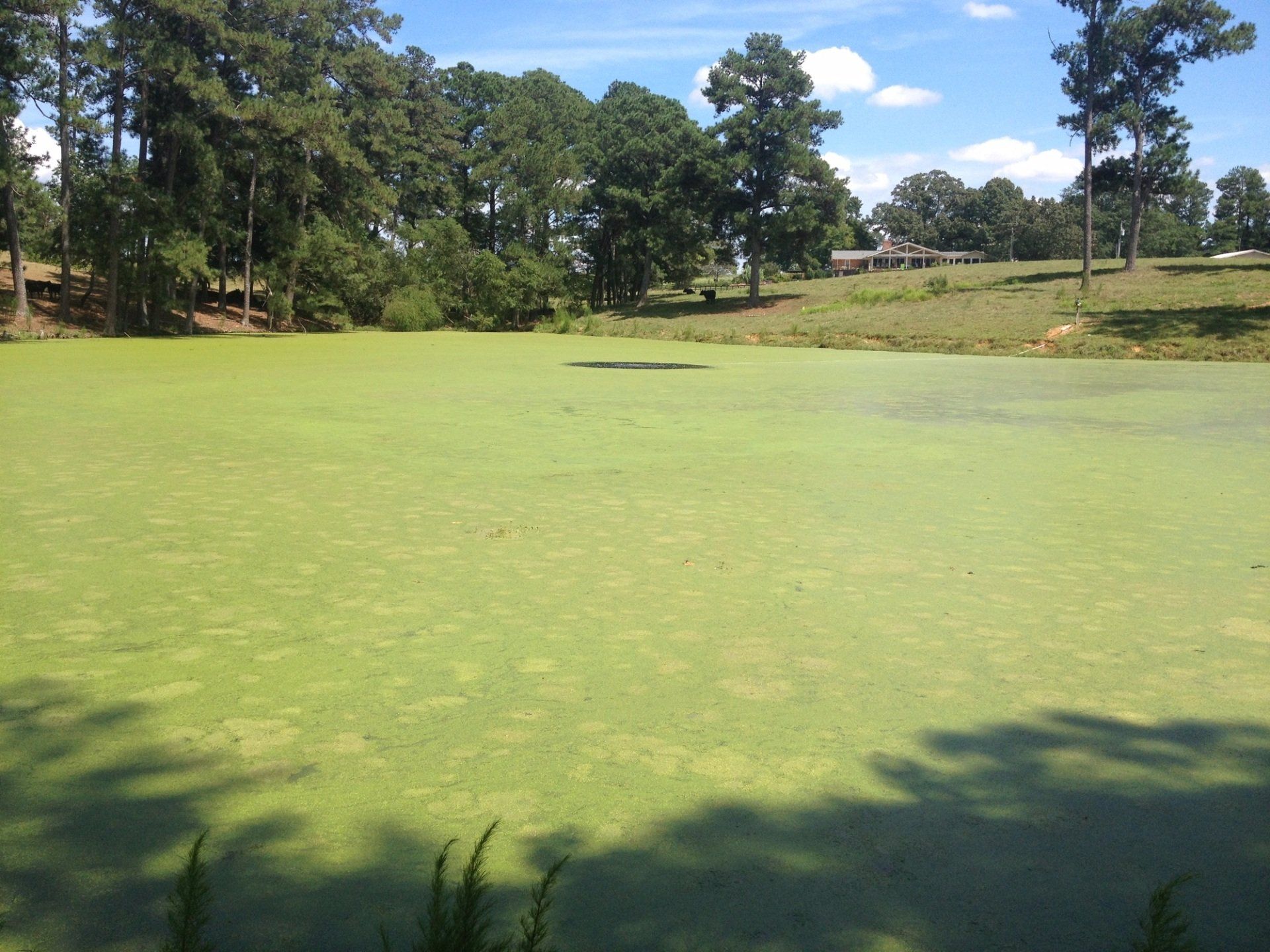 Green algae covers a pond, trees line the bank, a house in the distance.