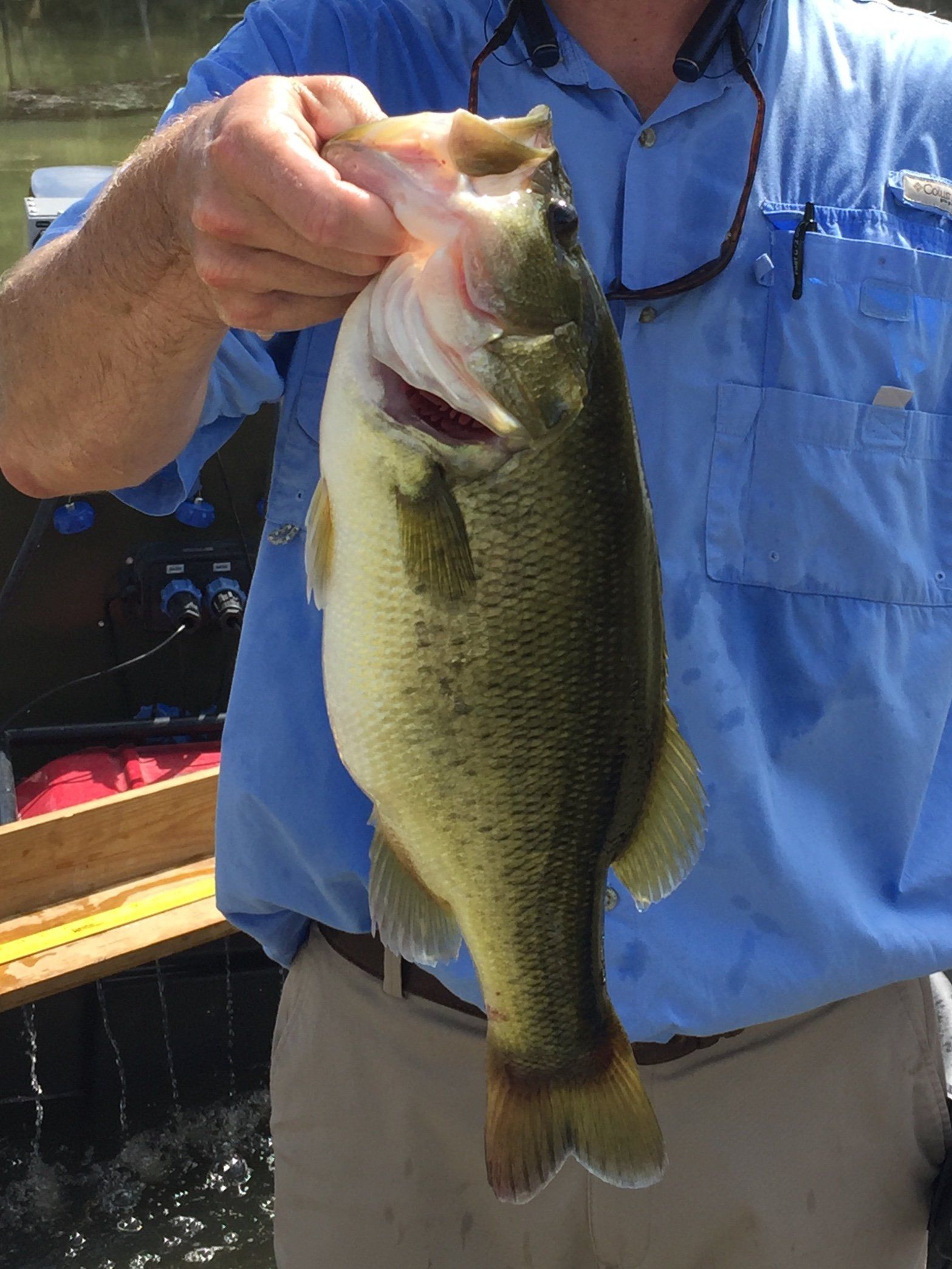 Man holding a large largemouth bass, outdoors. The fish is green and white; man wears blue shirt.
