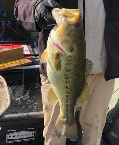 Person holding a large, green and yellow largemouth bass. The fish's mouth is open, and it's held outdoors.
