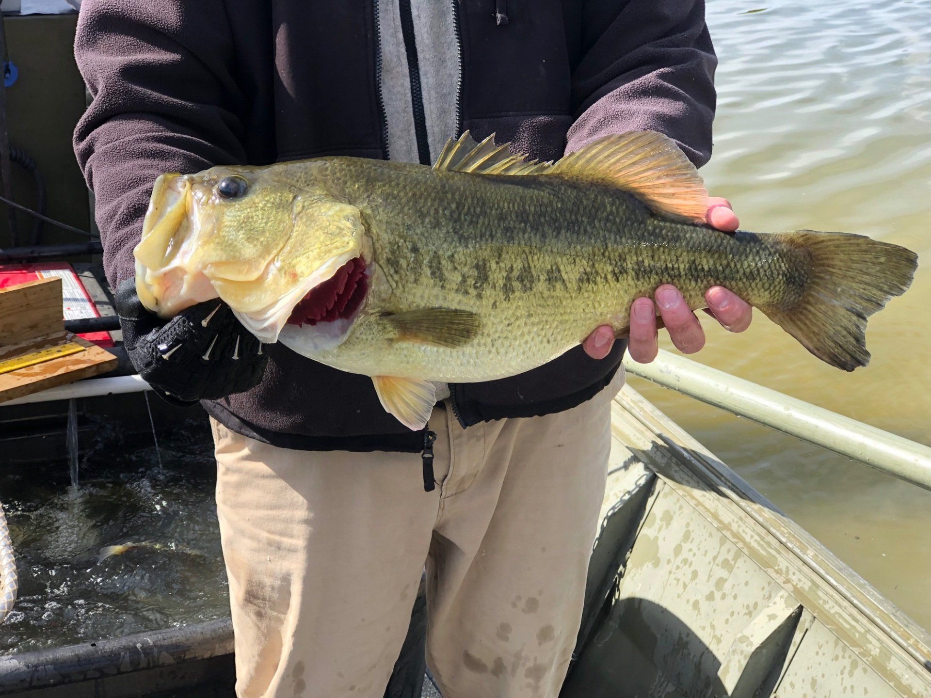 Person holding a large bass fish in a boat, with the fish’s mouth open.