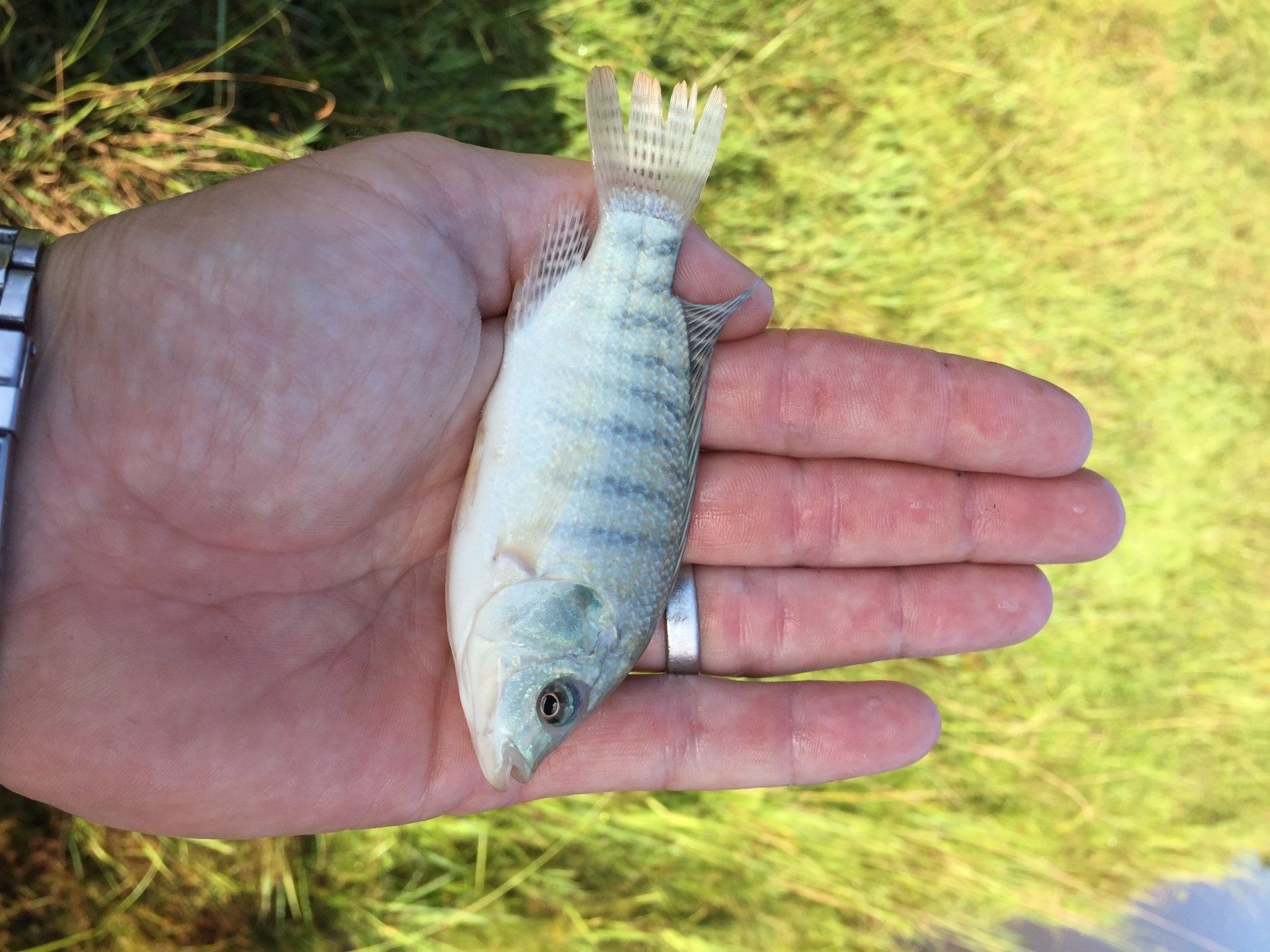 Small fish held in a hand; pale blue with vertical stripes and a fan-shaped tail; outdoors with grass.
