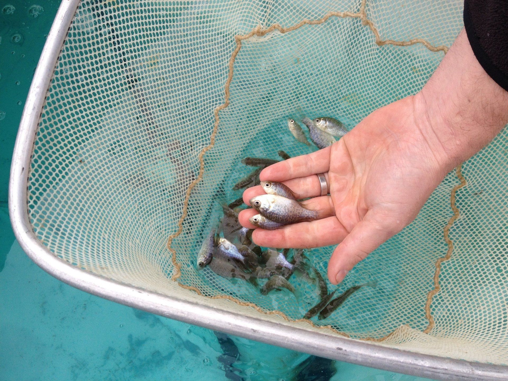 Person holding small fish from a net in clear blue water.
