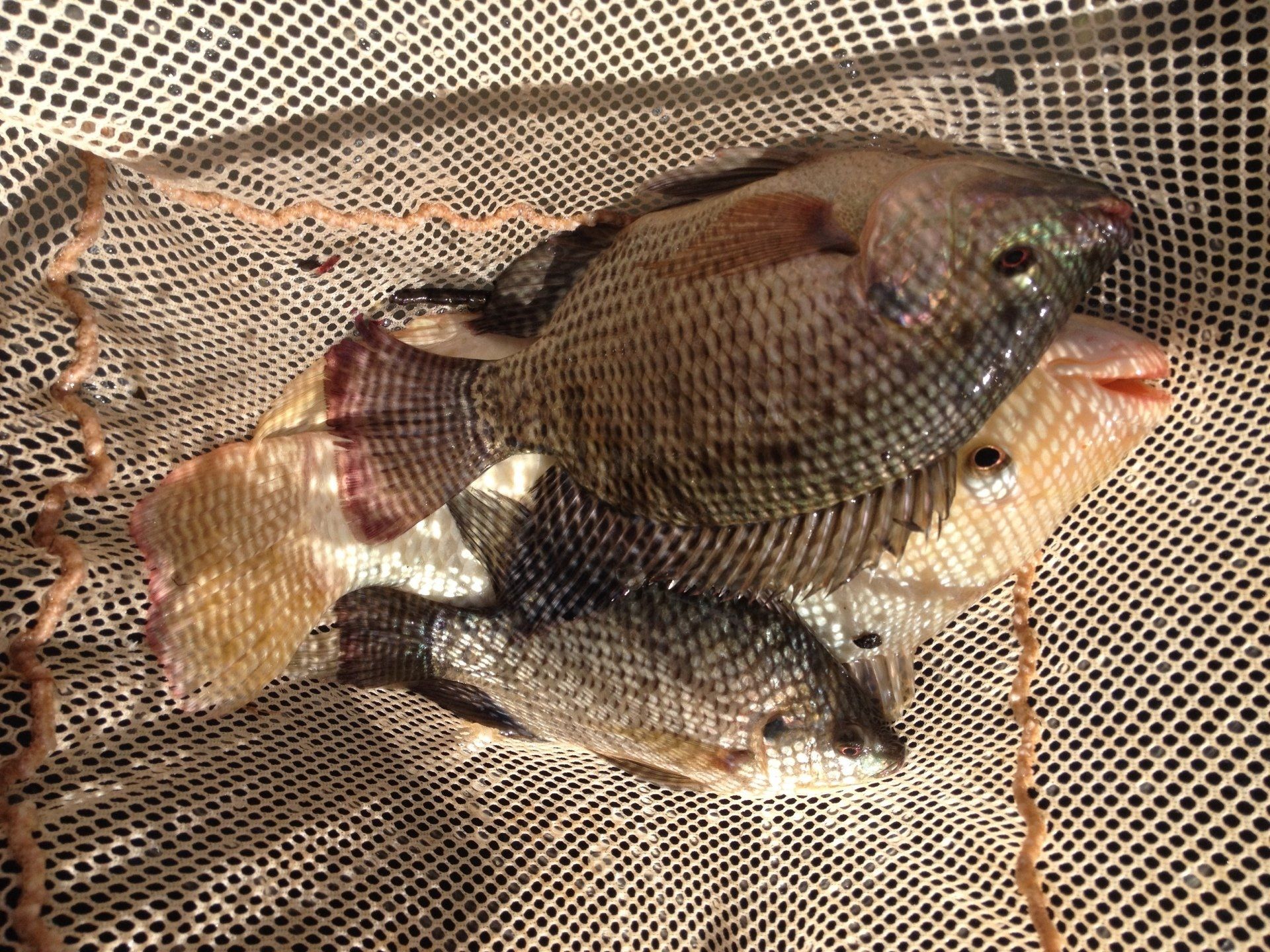 Tilapia fish in a net, with silvery-gray scales, some showing red-tinged fins.