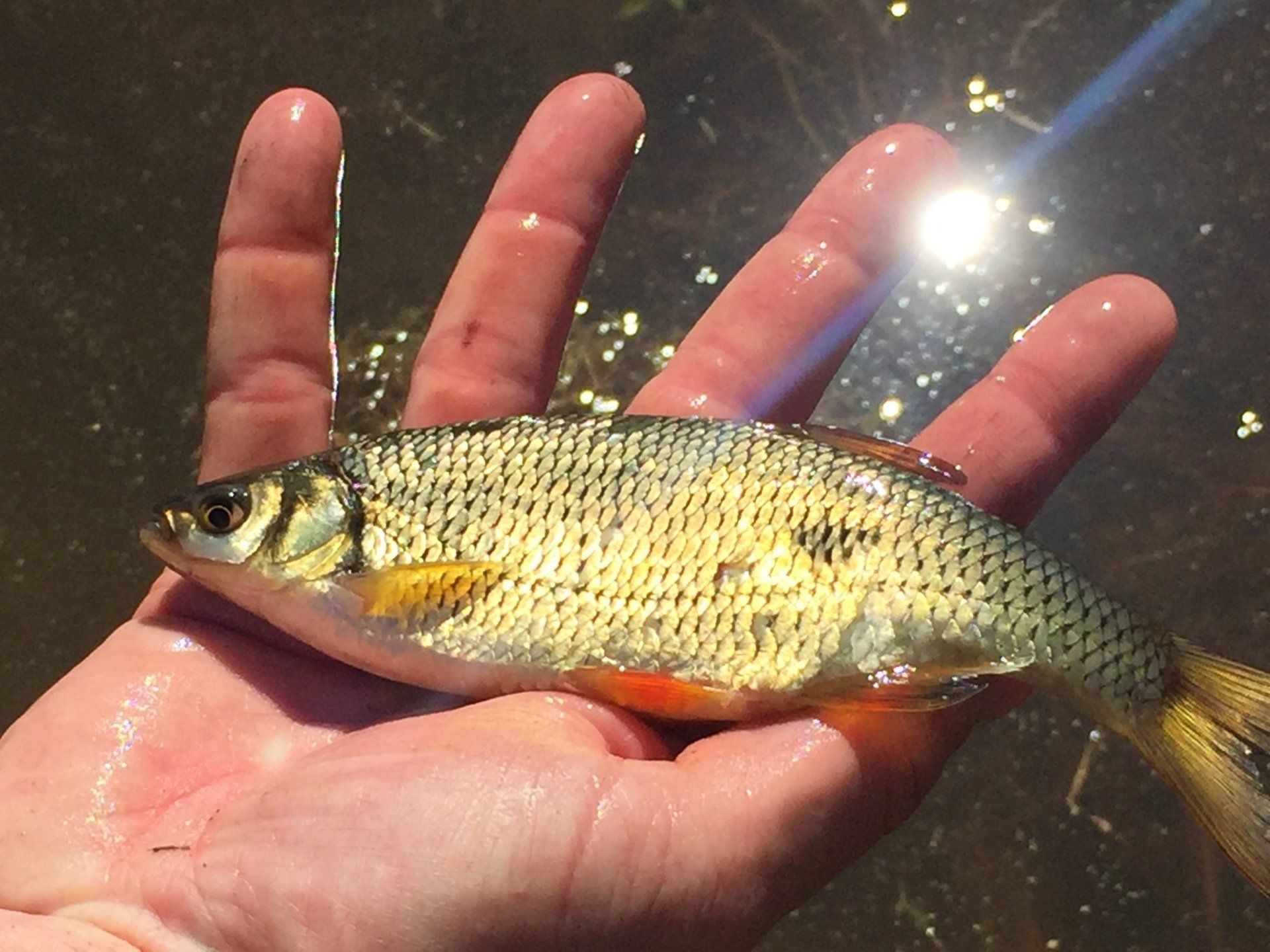Hand holding a small, golden fish with black spots and a yellow tail.