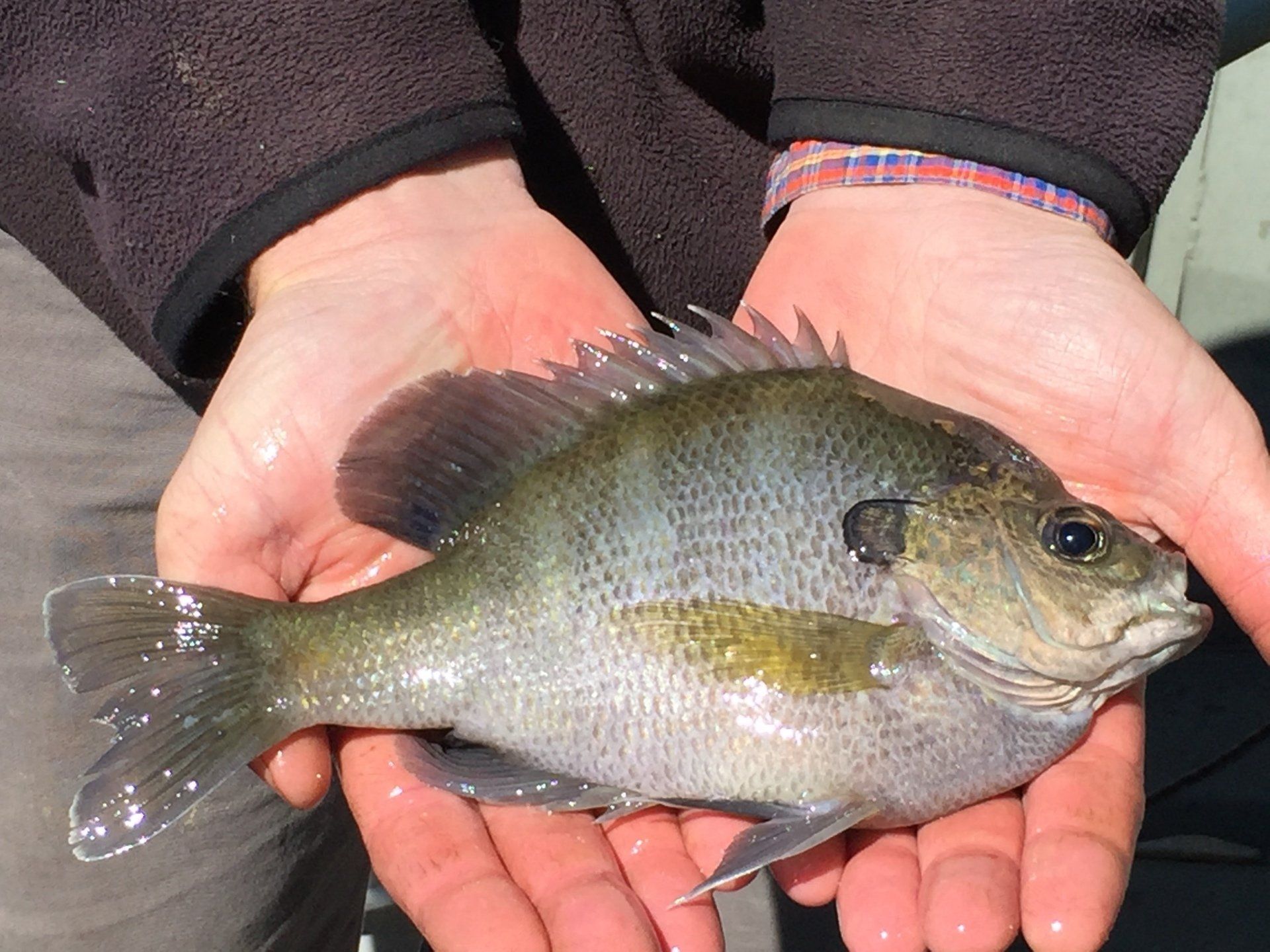 Person holding a bluegill fish in their hands, fish is silver with a dark spot and yellow streak.