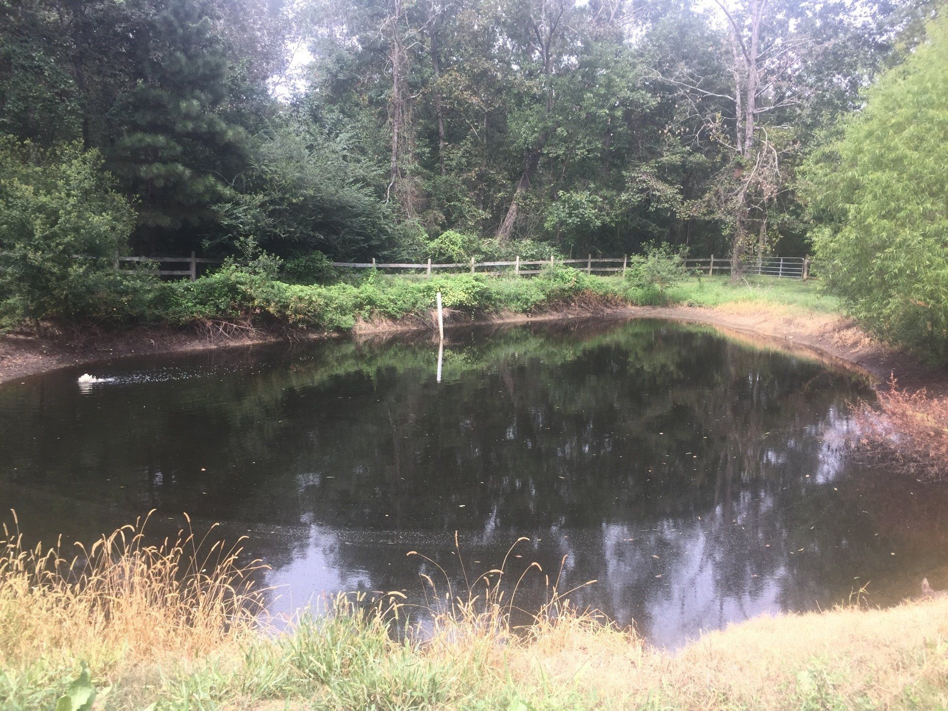 A dark pond surrounded by greenery and trees, with a wooden fence in the background.