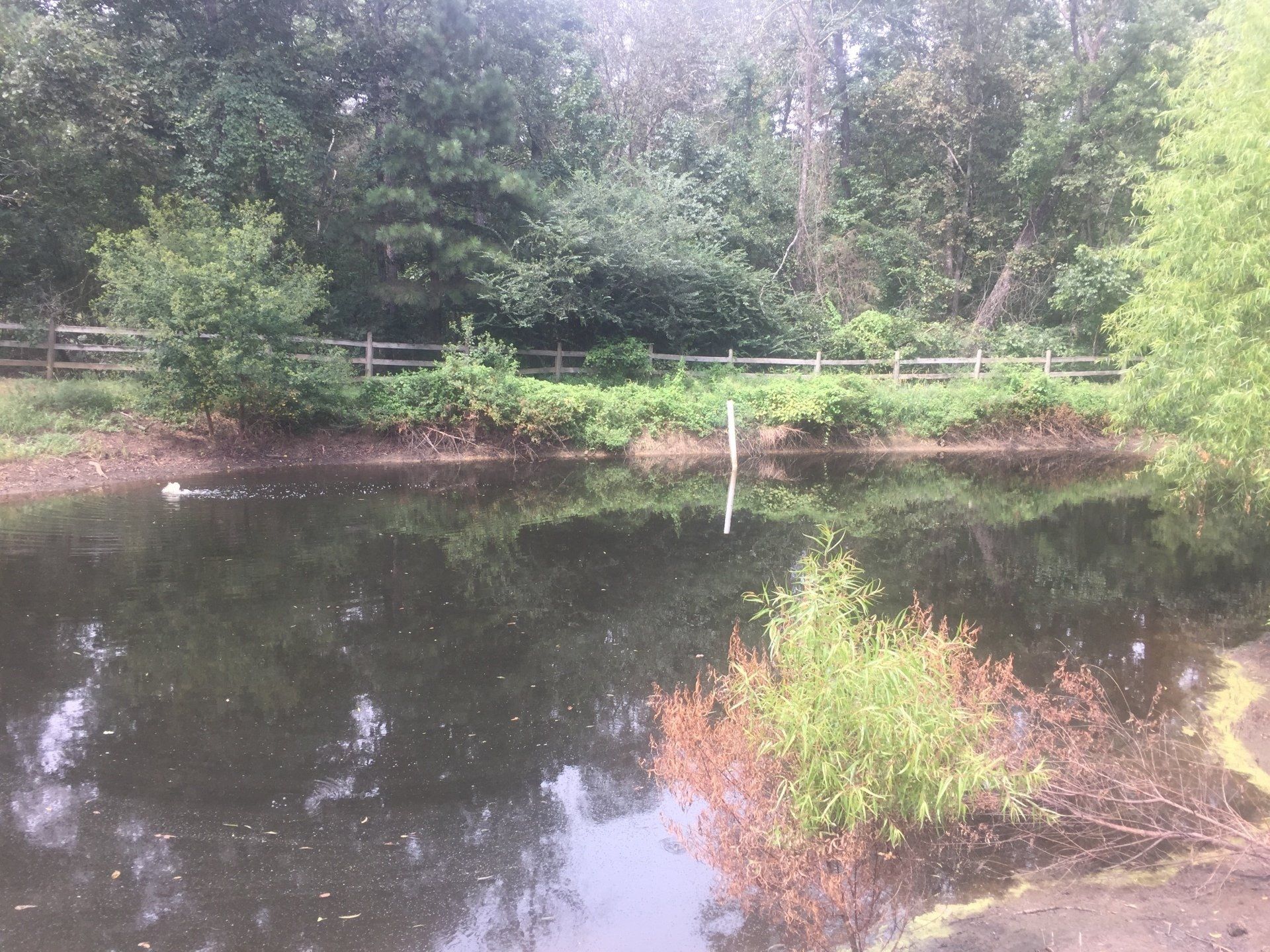 Pond with reflecting trees and a white post, surrounded by greenery and a wooden fence.