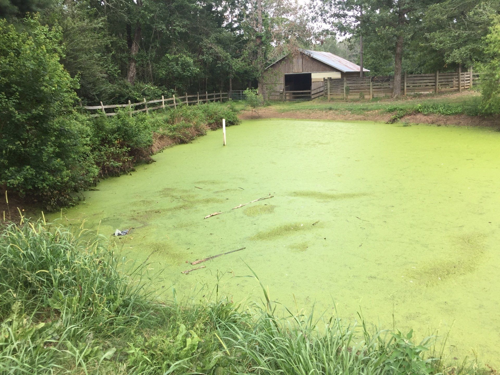 A pond covered in green algae with a wooden fence and barn in the background.