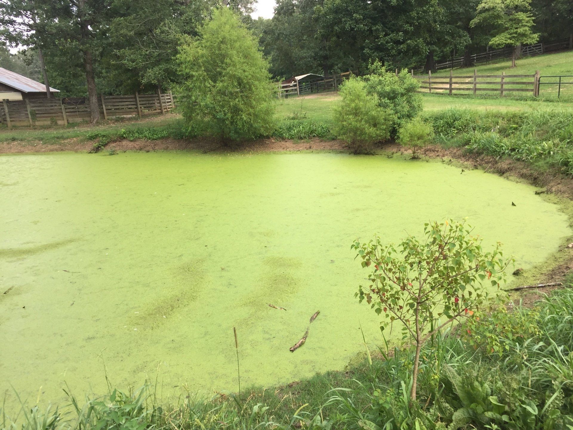 Green algae covers a pond, surrounded by grass, trees, and a fence in a rural setting.