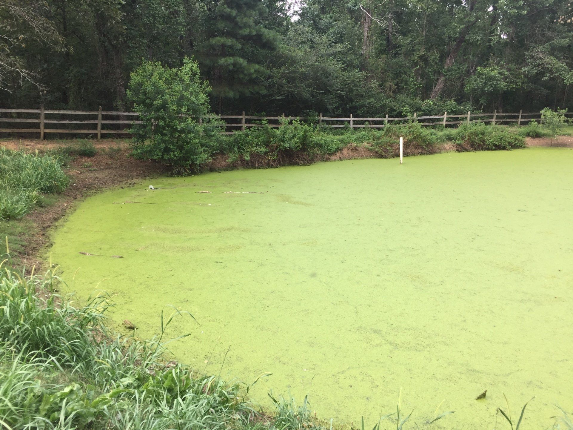Pond Pro Project - Horse Pond Project Before Photos