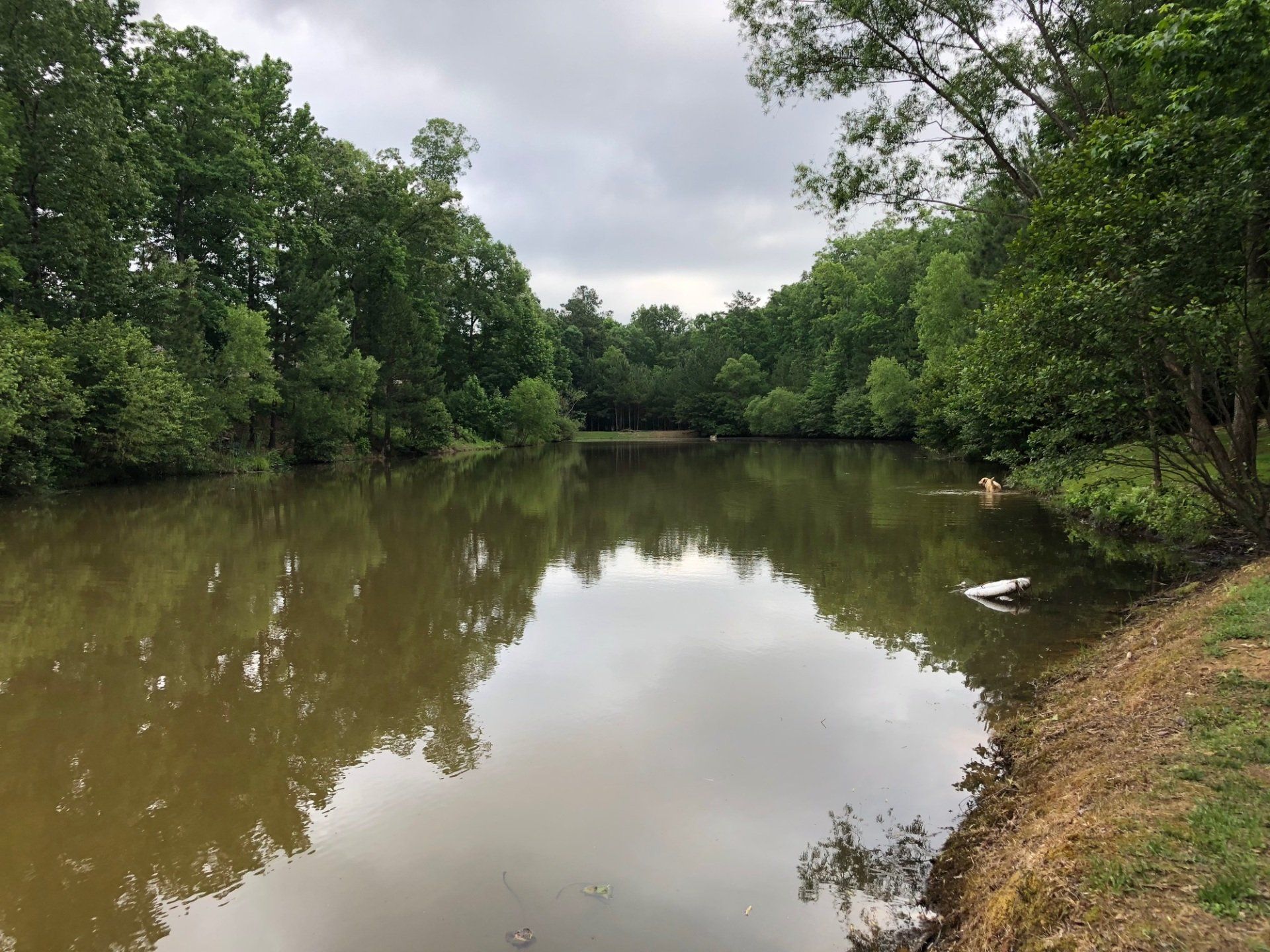 A pond surrounded by trees reflecting the overcast sky.