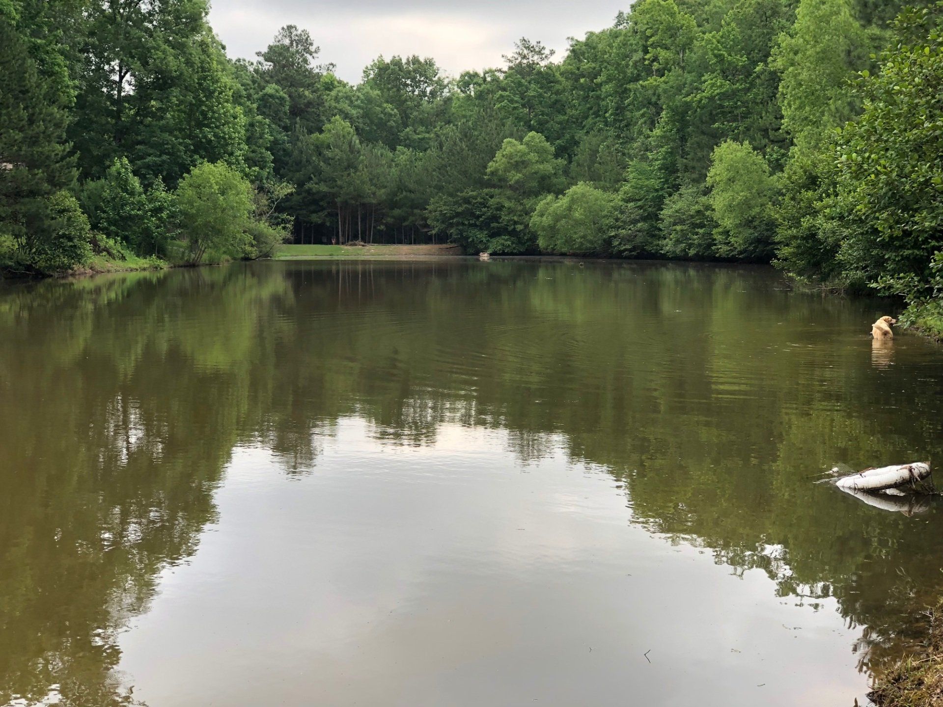 A tranquil pond surrounded by green trees reflecting the sky. A dog swims on the right.