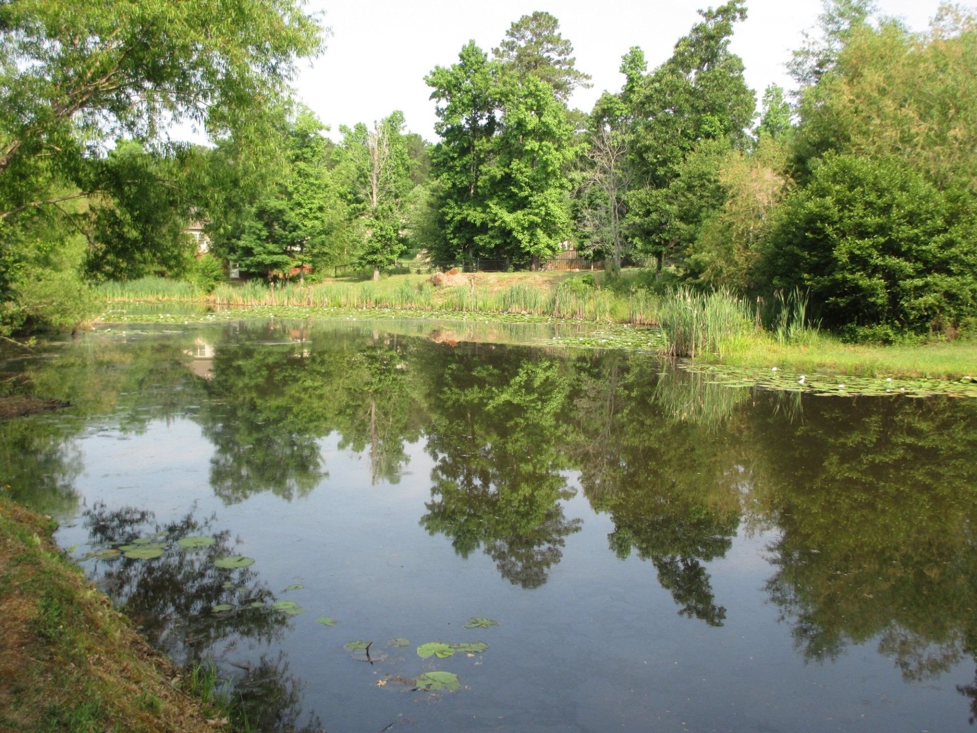 Calm pond reflecting trees and sky in a lush, green, sunny outdoor setting.