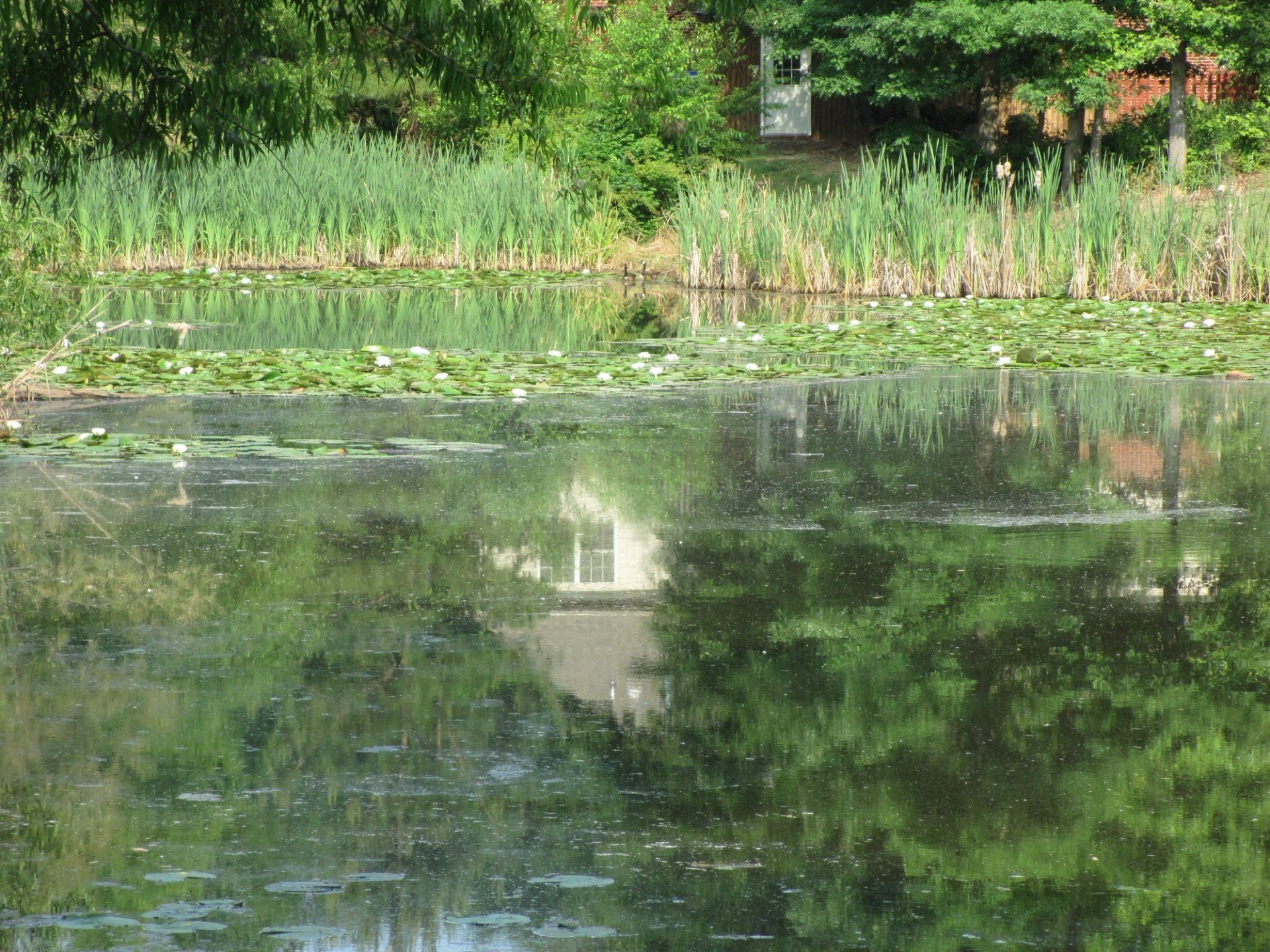 Pond with reflections of trees, water lilies, and a house with a white window.