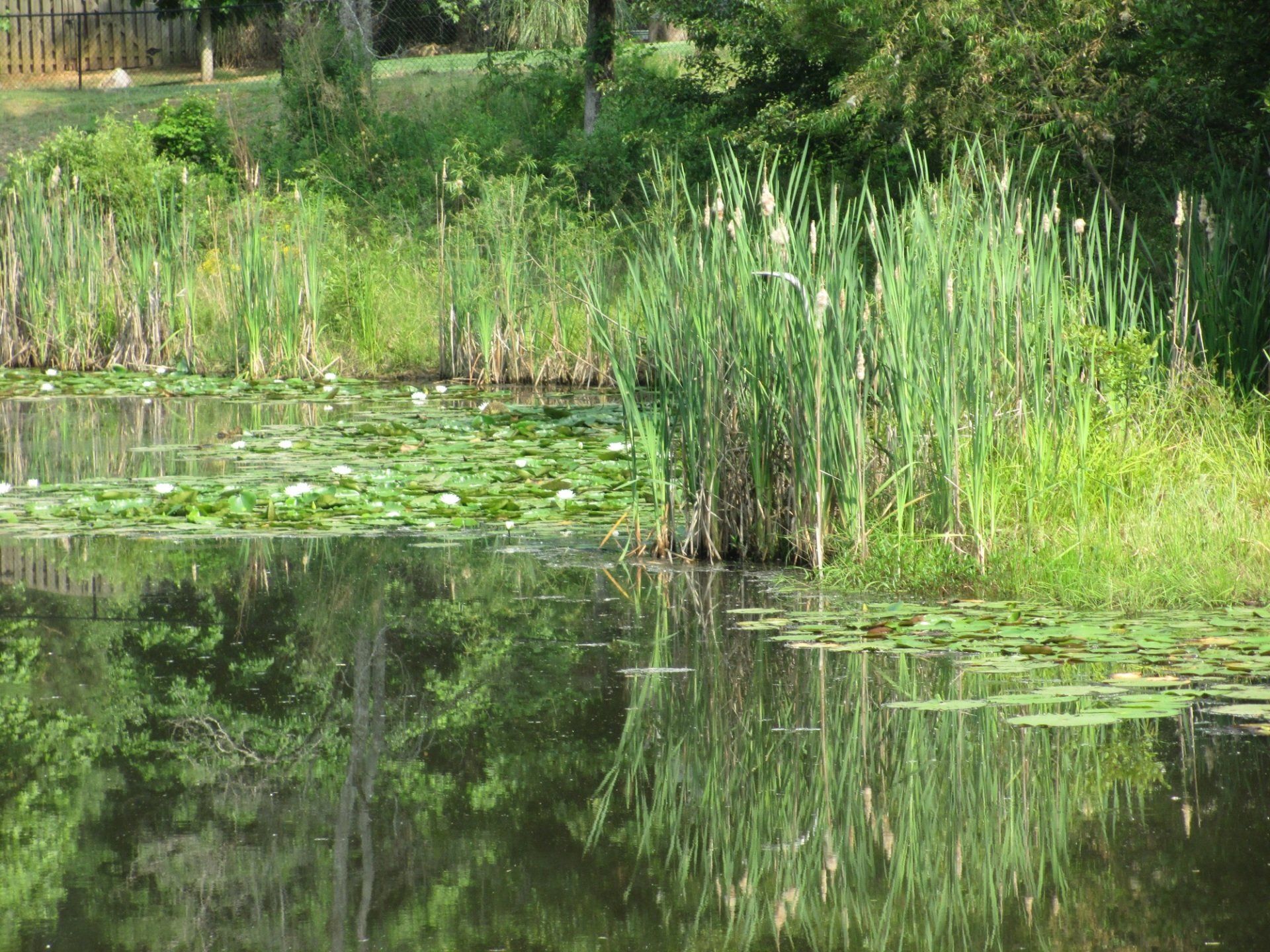 Pond Pro Project - Sunny Side Project Before Photos