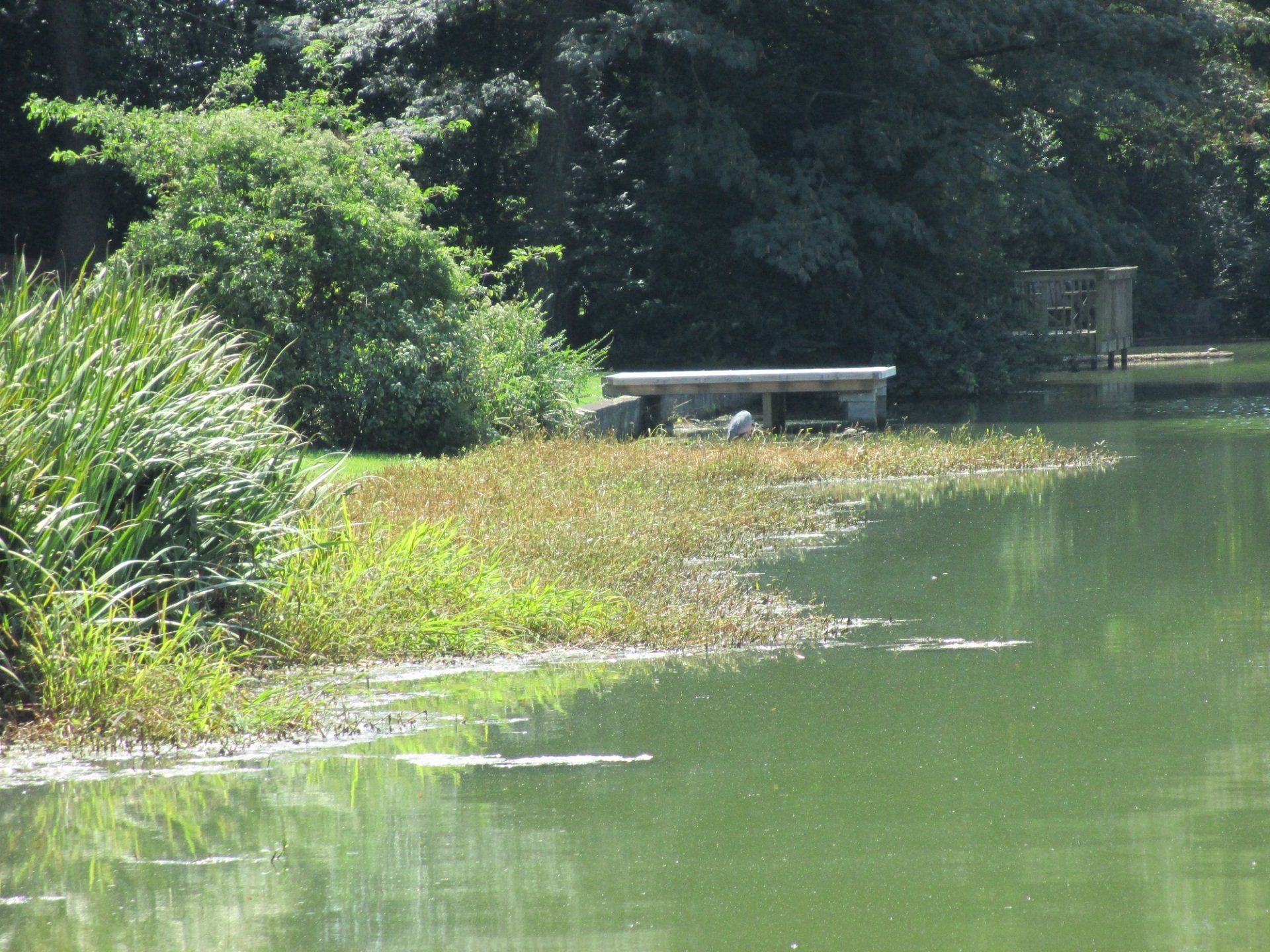 Pond Pro Project - VL Project Before Photos