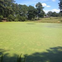 Aquatic Weed and Algae Control Services