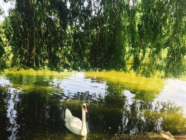 A white swan is swimming in a pond surrounded by trees.