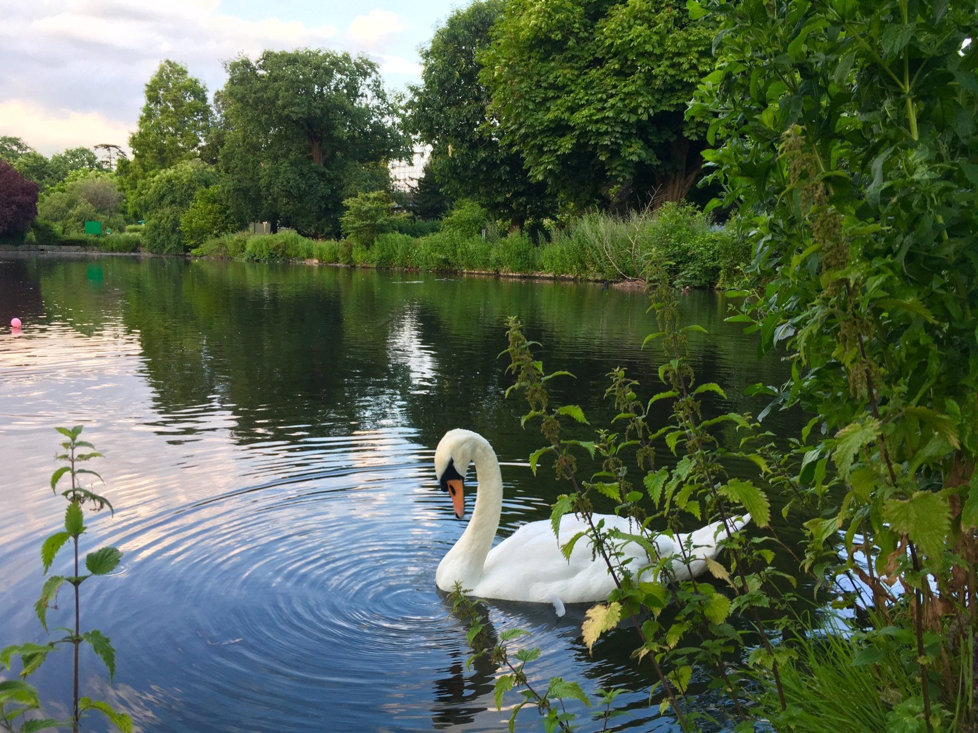 A swan is swimming in a lake surrounded by trees