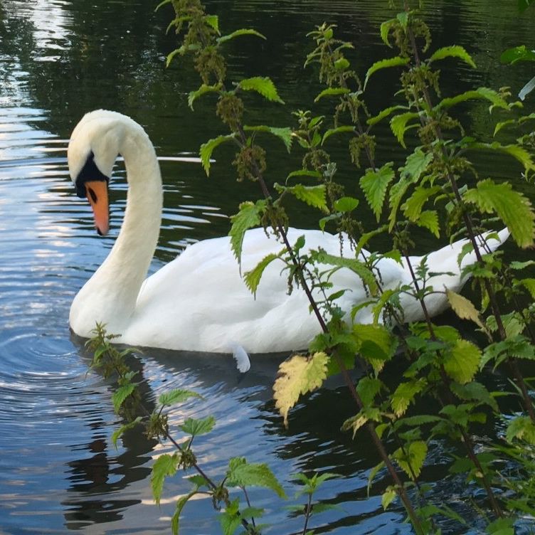 A white swan is swimming in a body of water