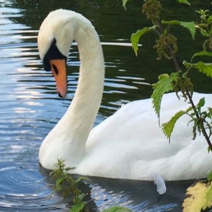 A white swan with an orange beak is swimming in the water