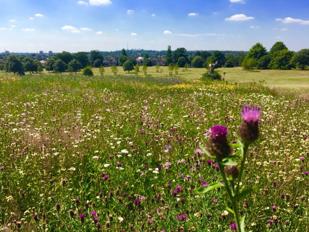 There are many different types of flowers in this field.