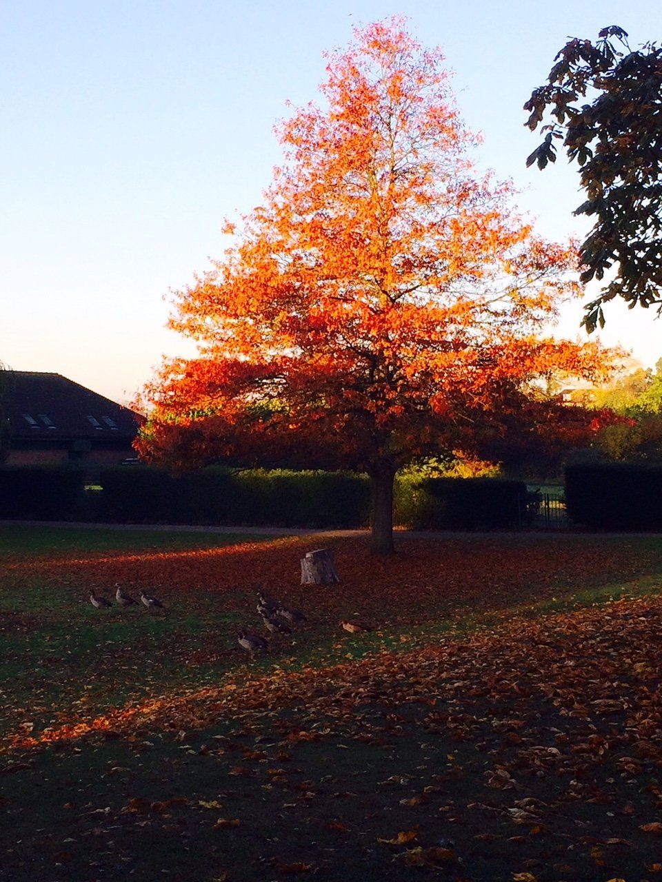 A tree with orange leaves in a park