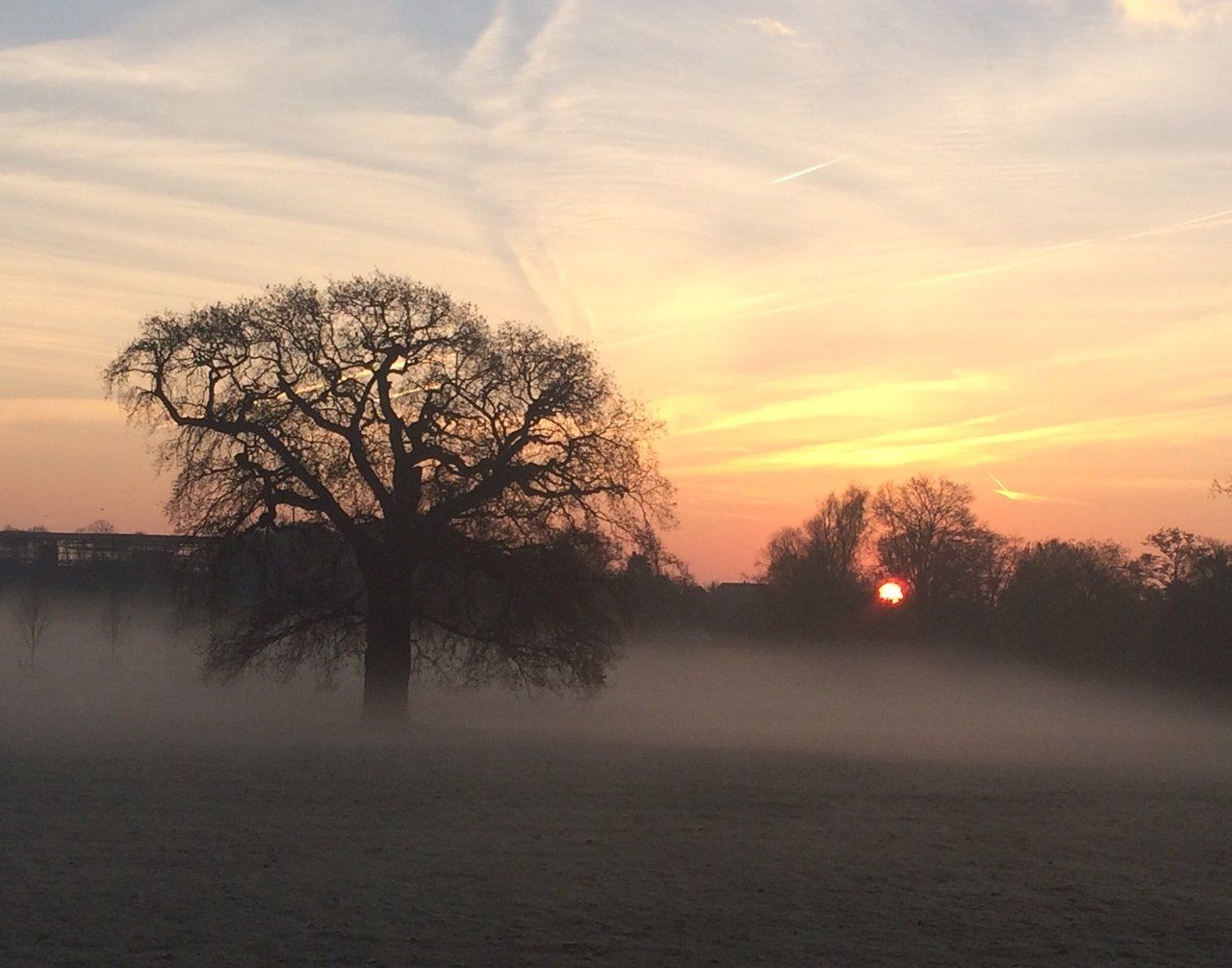 The sun is setting behind a tree in a foggy field