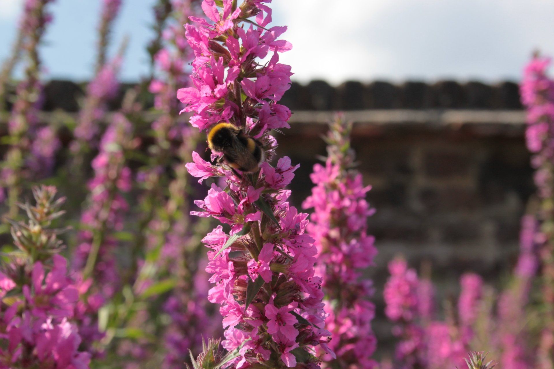 A bee is sitting on a pink flower in a field.