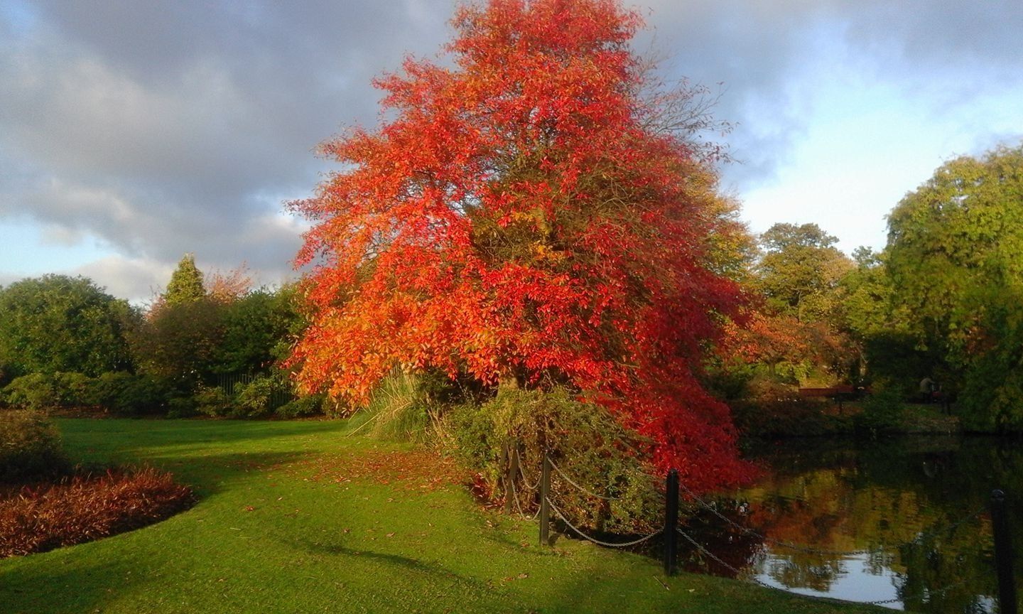 A tree with red leaves is in a park next to a body of water.