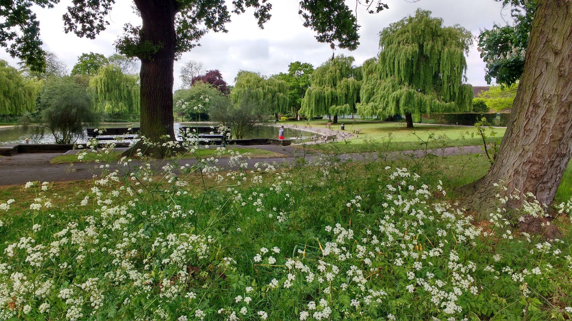A field of white flowers in a park with trees in the background.