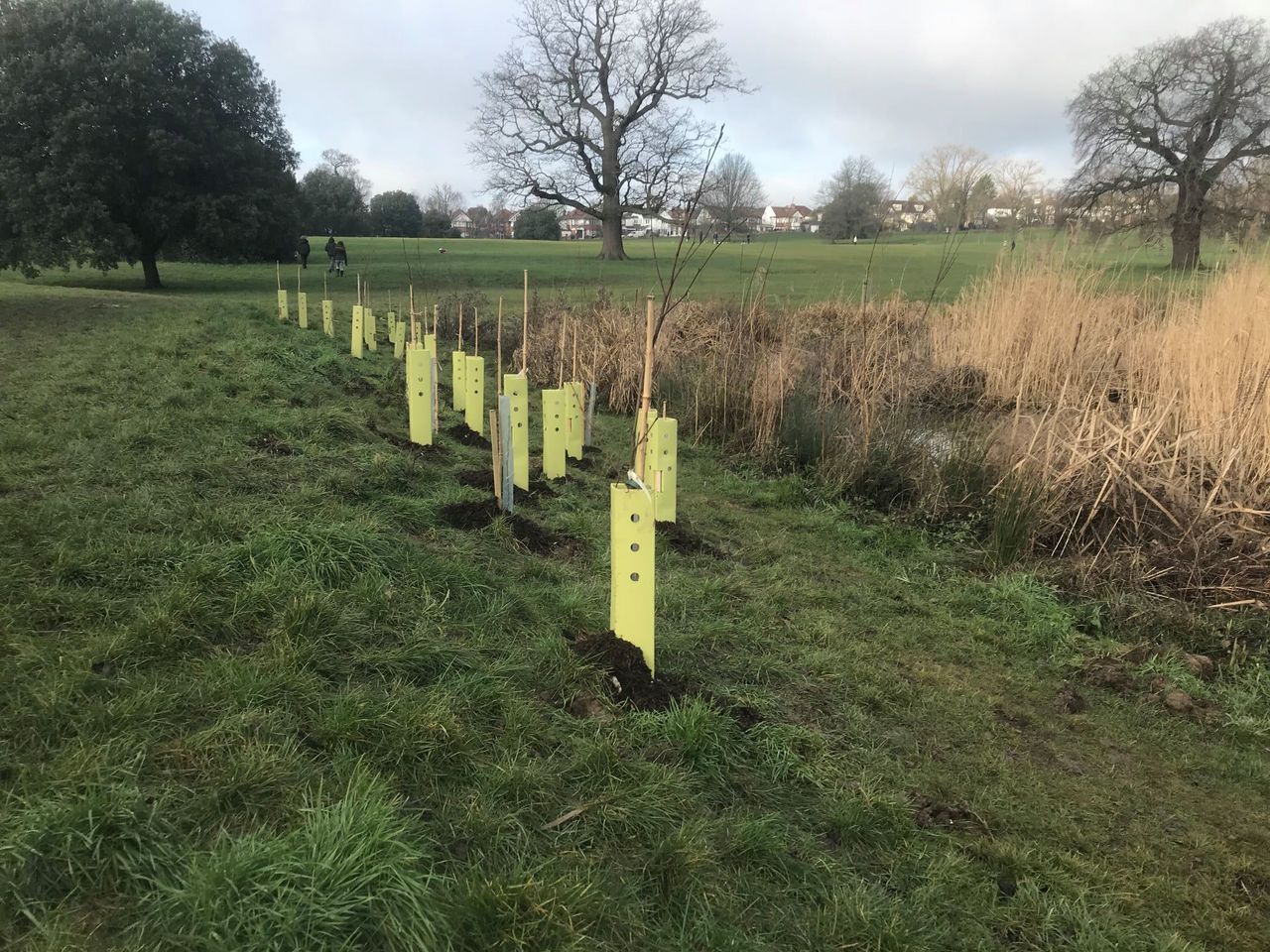 A row of yellow trees in a field with trees in the background.