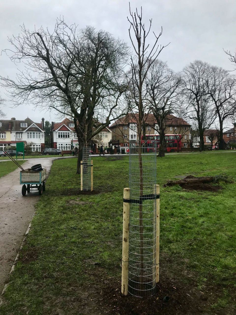A tree is being planted in a park with a wheelbarrow in the background.
